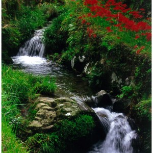 水と彼岸花