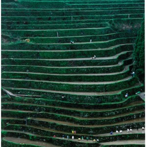 田植え体験
