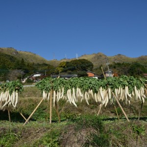 大根干し