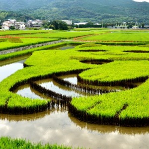 田んぼアート