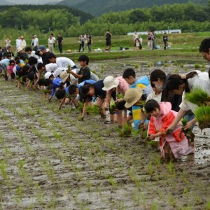 田植伝承