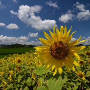 夏の日