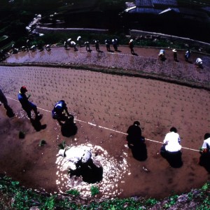 田植体験
