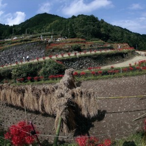 彼岸花の咲く棚田