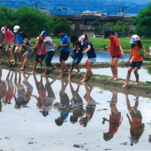 田植体験