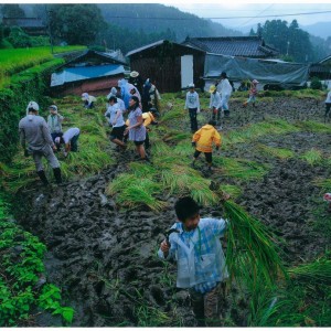 雨の中の稲刈体験