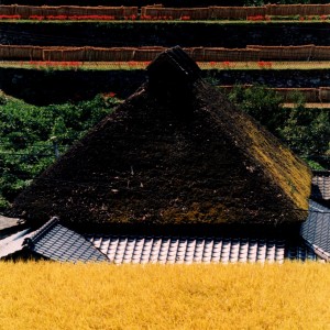 里山の秋