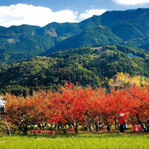 柿畑と耳納連山
