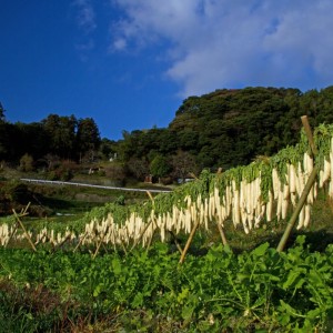寒干し