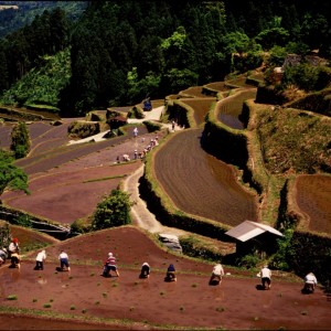 山里の田植
