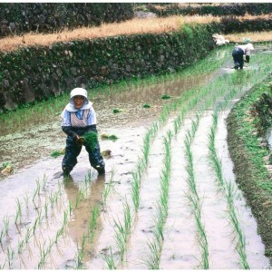 田植えの頃