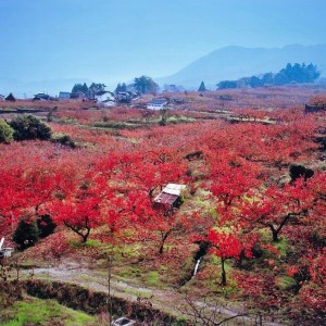 里山の柿園