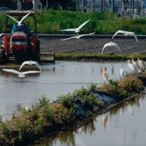 田植え前