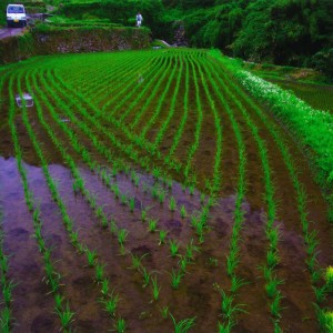 棚田の見廻り
