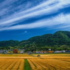麦秋の田園風景