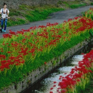 散歩道