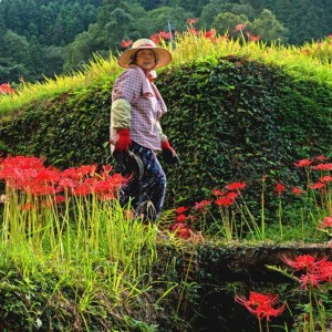 棚田の秋