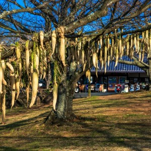 博多湾の潮風に吹かれて