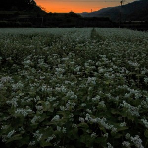 夕陽のそば畑