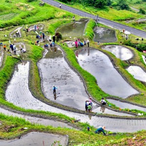 にぎやかな棚田の田植え