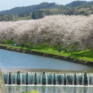 巨瀬川の春