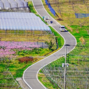 春の果樹園風景