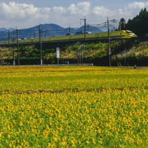 黄色のコラボレーション