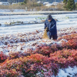 雪払い