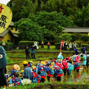 田植の早乙女たち