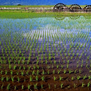 水田の夏始まる