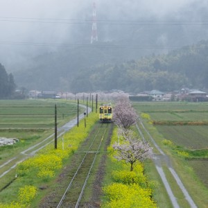 芳春