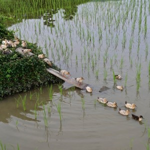 ７月の水田