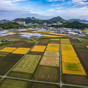 田園パッチワーク