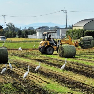 取り入れの頃