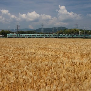 麦畑