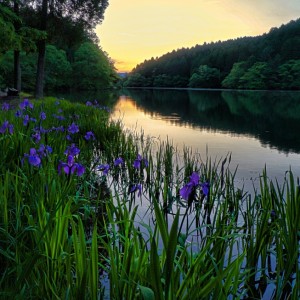 善蔵溜池の夜明け
