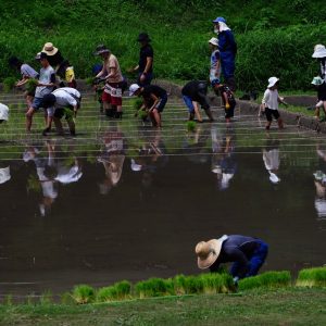 田植え体験