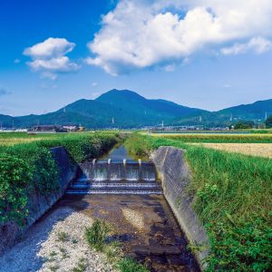 稲刈り日和