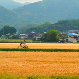 麦秋のころ