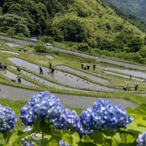 里山の小さな棚田